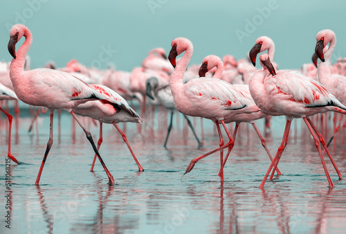 Wild african life. Flock of pink african flamingos walking around the blue lagoon on the background of bright sky