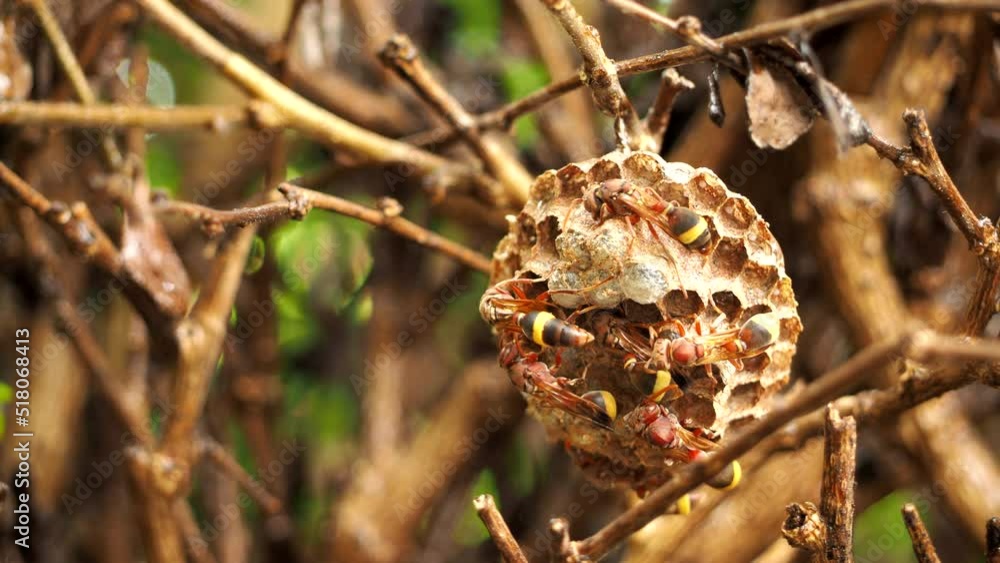 Hornets are working on their nest, out door Chiangmai Thailand Hornets are working on their nest, out door Chiangmai Thailand