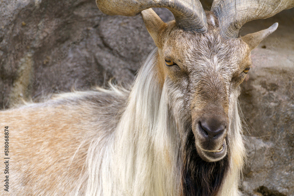 Wild goat on the rock. Herbivore in nature. Wild goat on the rock. Herbivore in nature.