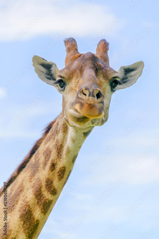 The head of a young beautiful giraffe. Wildlife world.