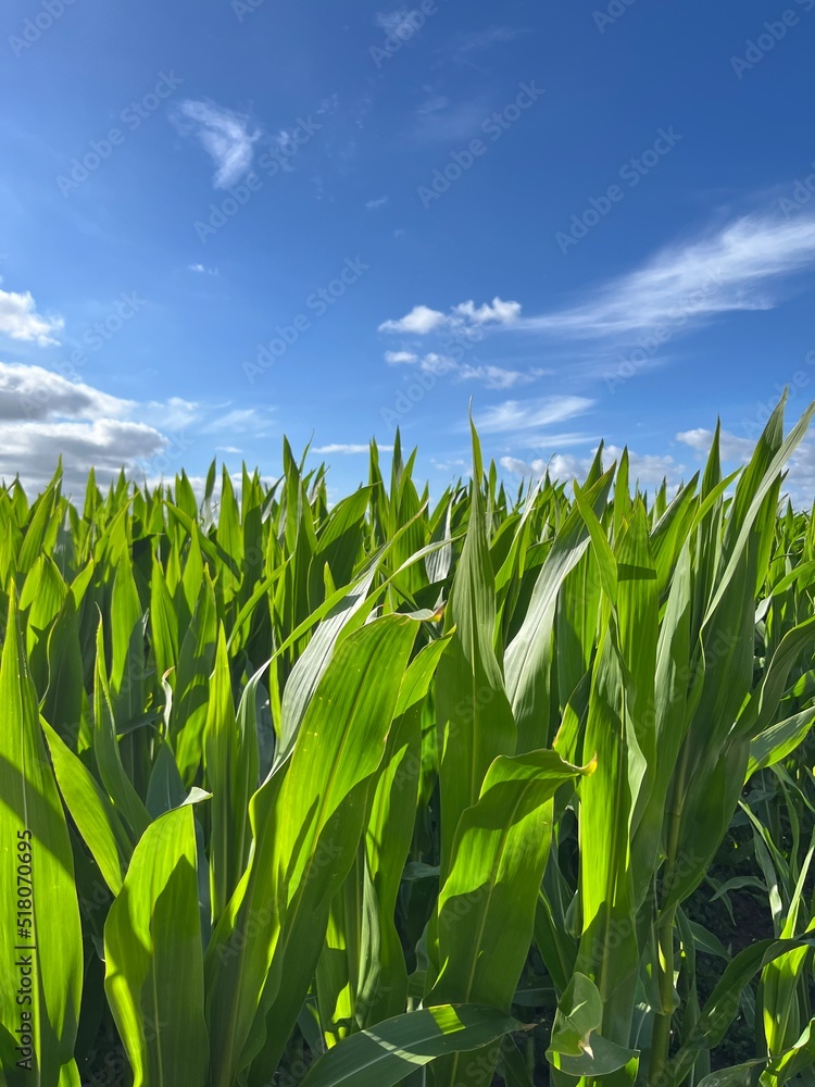 Obraz premium Field with green corn, blue sky