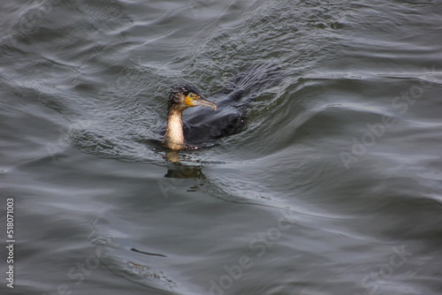 corvo marinho na água