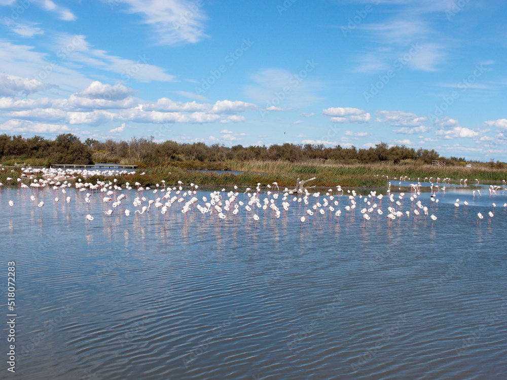 A flock of greater flamingos in the lake's water