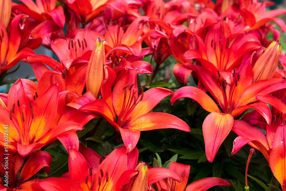 Orange lily flowers. Bright red flower of lily in the garden texture background. Selective focus shallow DOF Orange lily flowers. Bright red flower of lily in the garden texture background. Selective focus shallow DOF