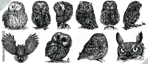 Leinwand Poster Vintage engrave isolated owl set illustration ink sketch