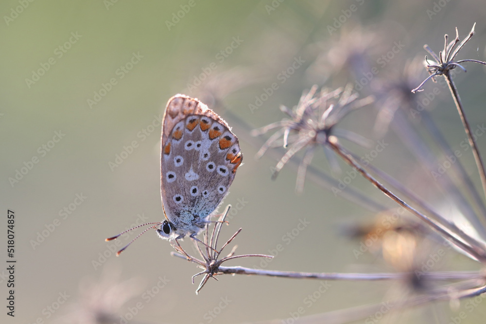 Fototapeta premium Schmetterling in der Natur - butterfly in nature - papillon dans la nature
