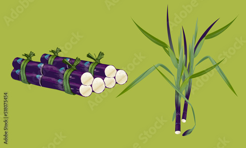 sugar canes