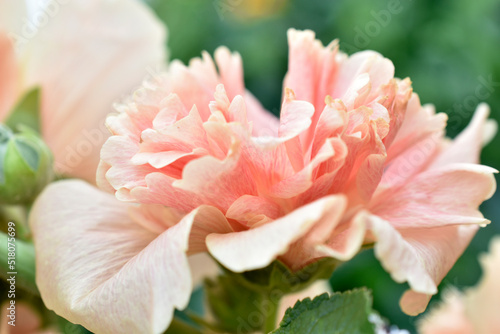 Pink mallow flowers close-up. The mallow flower is velvety and beautiful.