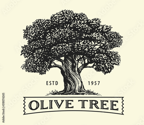 Olive tree with olives on branches. Olive oil emblem sketch. Hand drawn vector illustration in vintage engraving style