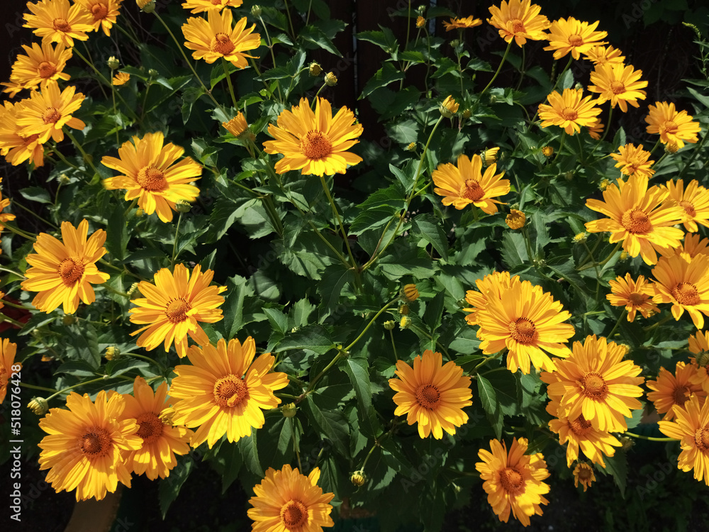Yellow daisies in summer garden on a sunny day. Yellow daisies in summer garden on a sunny day.
