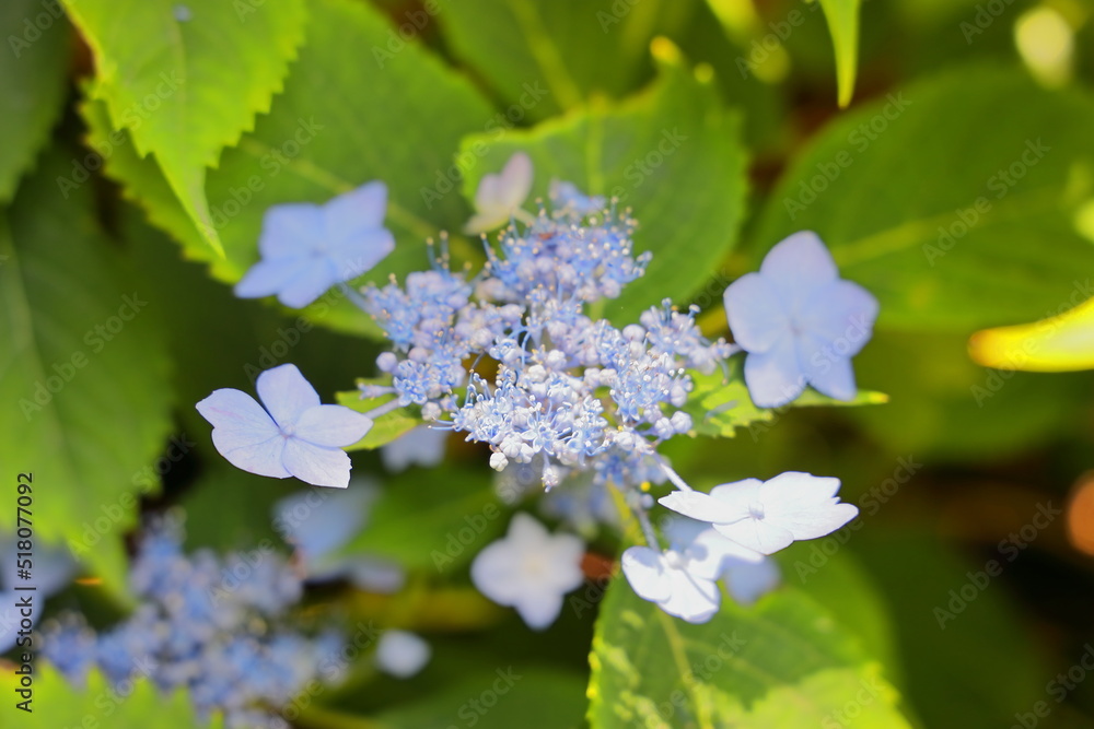 梅雨の晴れ間に映える満開の綺麗な水色の紫陽花 梅雨の晴れ間に映える満開の綺麗な水色の紫陽花