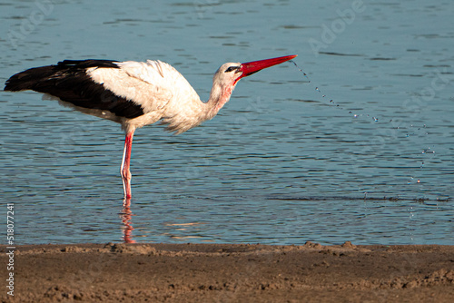 Beautifull Stork in action on the river photo