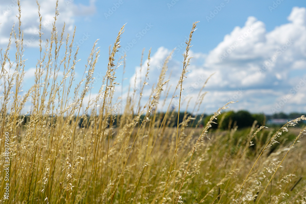 Fototapeta premium Tall dry yellow grass in the field with blue sky with white clouds, rural countryside landscape