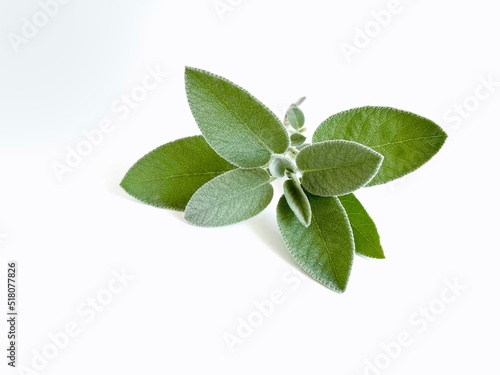 Sage leaves on white background 