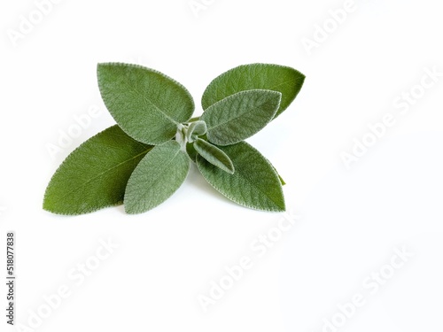 fresh sage leaves isolated on white 