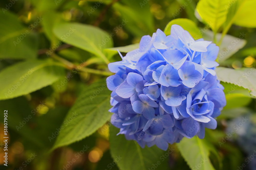 梅雨の晴れ間に映える満開の綺麗な水色の紫陽花