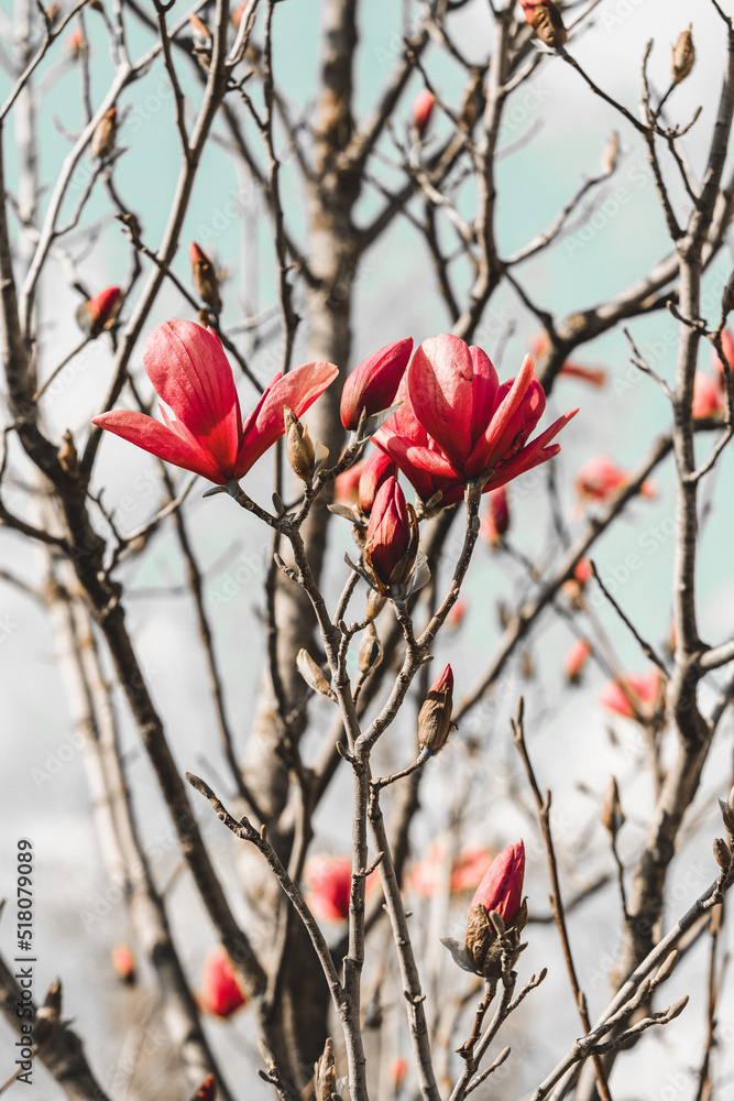 Magnolia is a genus of flowering plants in the Magnoliaceae family Magnolia is a genus of flowering plants in the Magnoliaceae family