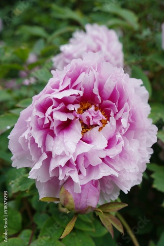 Pink flower - Innsbruck, Austria. 