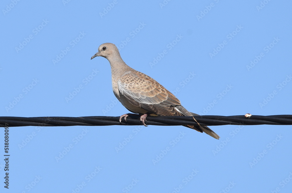 Streptopelia turtur posing on the telephone cable. Streptopelia turtur posing on the telephone cable.