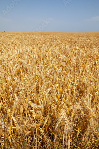 Agriculture et ressources alimentaires - gros plan sur des épis d'orge dans un champ de céréales avant la récolte