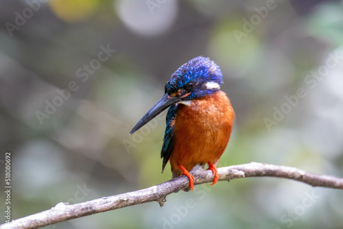 kingfisher on branch © Supoj