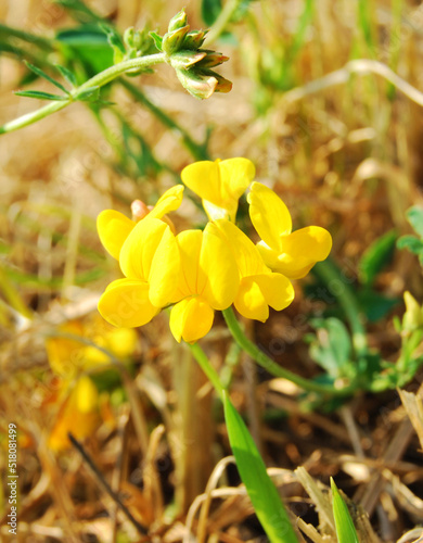 Medicago sativa, a flower of Falcata yellow Alfalfa, Lotus Uliginosus photo