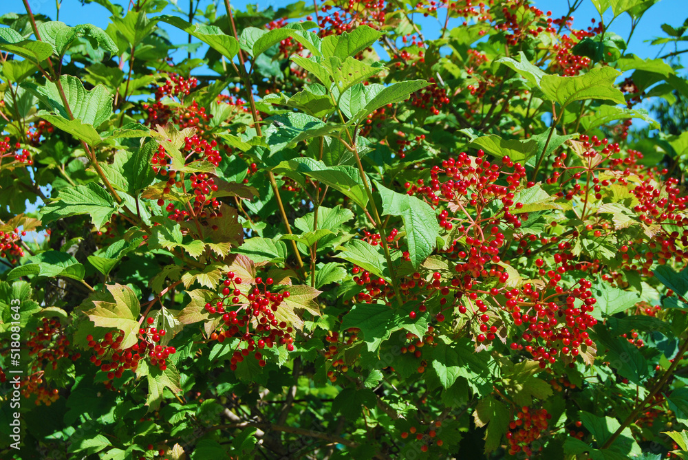 Viburnum Opulus Compactum red berries on a bush close up Stock Photo ...