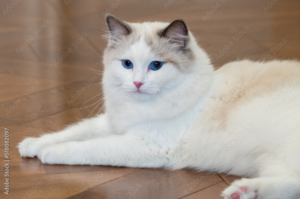 white ragdoll cat resting on the floor