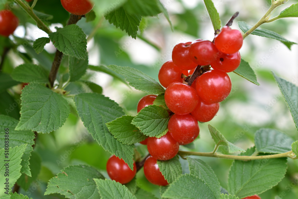 Red juicy cherry berries on a green bush. Cherry berries close-up. Red juicy cherry berries on a green bush. Cherry berries close-up.