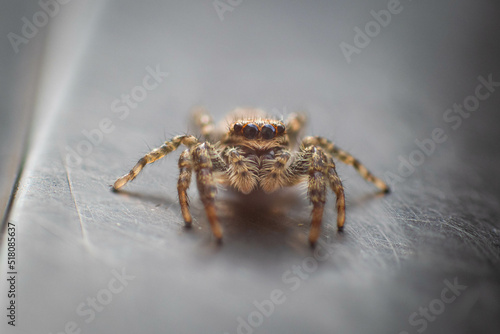 Salticus scenicus spider hunting. Cute macro photography of spider
