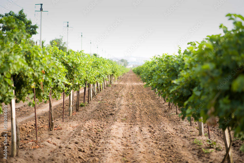 Sweet and tasty white grape bunch on the vine Sweet and tasty white grape bunch on the vine