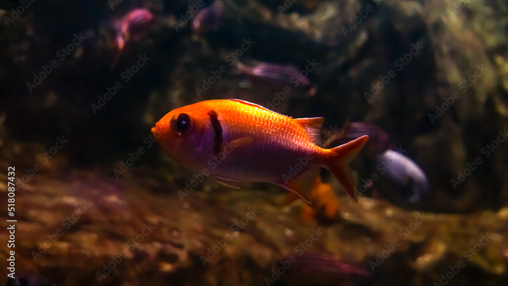 Tangerine Tango A Vibrant Ensemble of Orange Fish Tangerine Tango A Vibrant Ensemble of Orange Fish