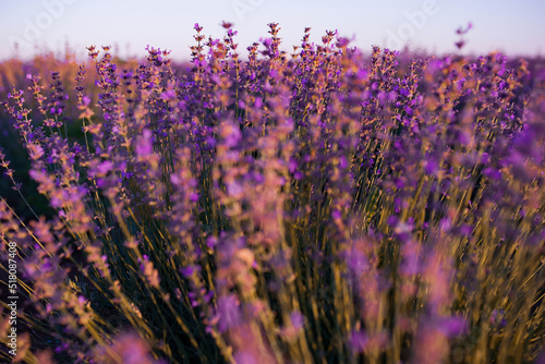 blooming lavender field in the evening light