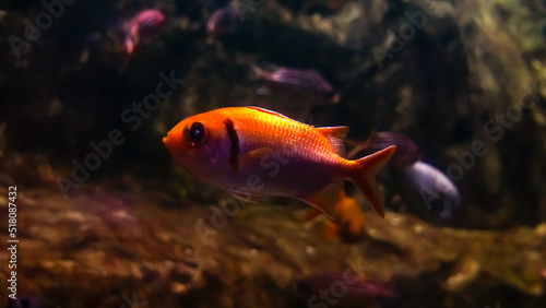 Fototapeta Naklejka Na Ścianę i Meble -  Tangerine Tango A Vibrant Ensemble of Orange Fish