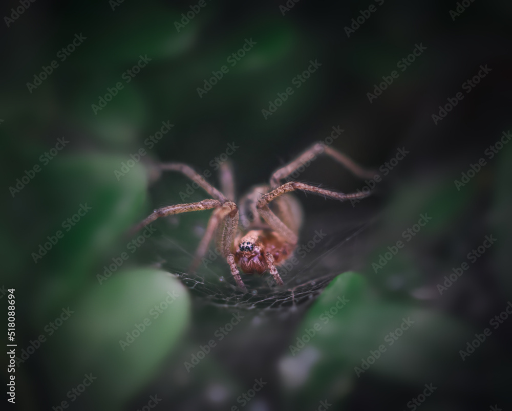 Labyrinth spider (lat. Agelena labyrinthica) is a species of spider from the family of funnel spiders. Labyrinth spider (lat. Agelena labyrinthica) is a species of spider from the family of funnel spiders.