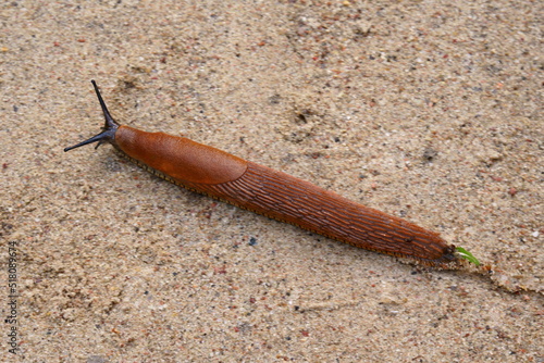 Photography The Spanish slug (Arion vulgaris or Arion lusitanicus) is an air-breathing land