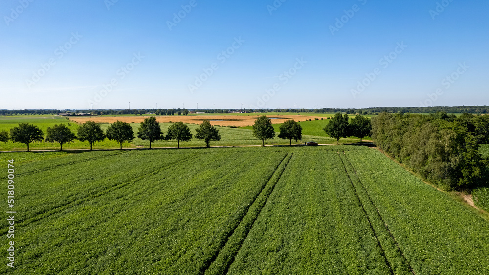 Aerial drone view high up to the sun rising and shining over beds of green ripening potatoes bushes. Country field of potato in row lines. Fresh bright background. Top view. Nature, harvest, farm