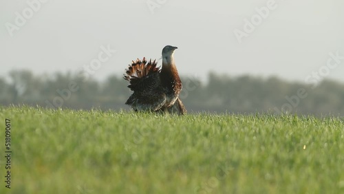 Adult male of Great bustard in his breeding territory in a cereal field with the first light of the day photo