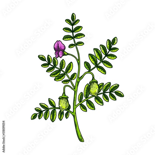 Hand drawn chickpeas branch with leaves, pods and flower. Colorful botany vector illustration in sketch style