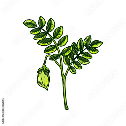 Hand drawn chickpeas branch with leaves and pod. Colorful botany vector illustration in sketch style