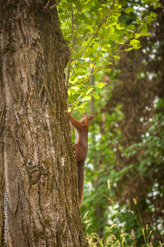 Ecureuil roux, de profil, accroché à un tronc d'arbre, tête de face © jasckal