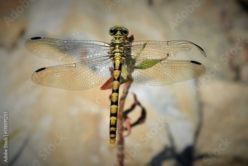 LIBELLULA,NATURA,MACRO,FAUNA INSETTO