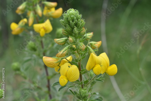 FIORE GIALO MACRO IN NATURA