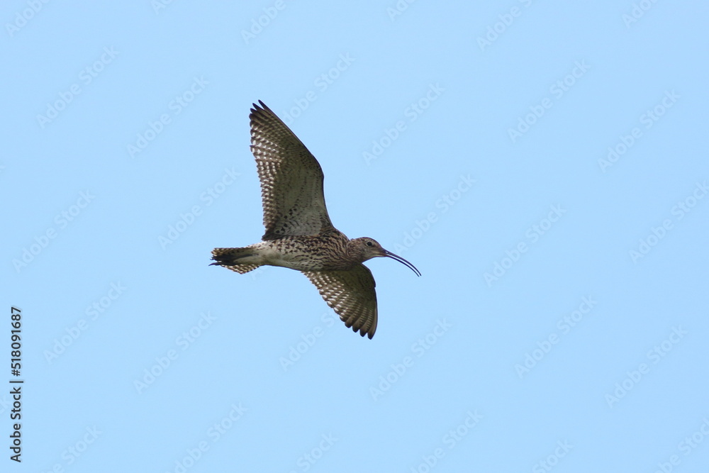 Fototapeta premium Curlew in flight over breeding grounds in the Yorkshire Dales