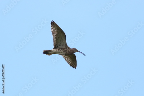 Curlew in flight over breeding grounds in the Yorkshire Dales