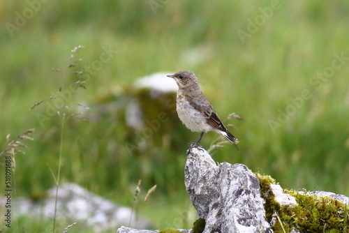 Juvenile Northern Wheatear on breeding grounds in the Yorkshire Dales