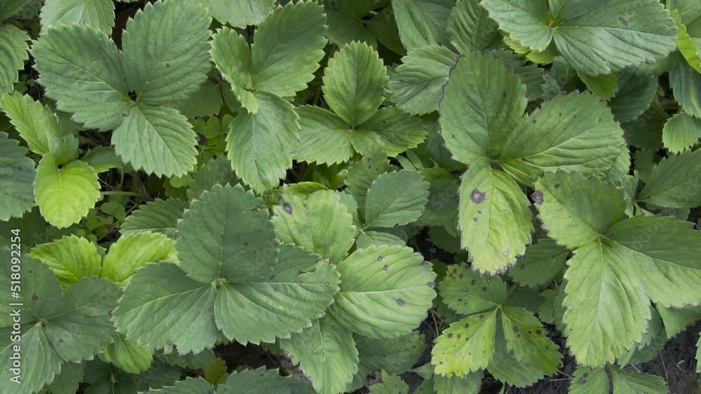 Strawberry leafs on plantation, top view. Strawberry leafs on plantation, top view.