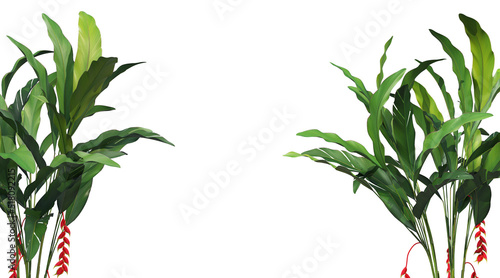 Tropical plant foreground on a white background