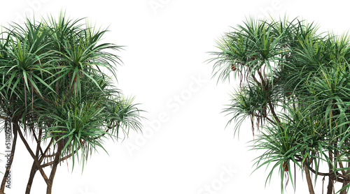 Tropical plant foreground on a white background