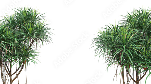 Tropical plant foreground on a white background